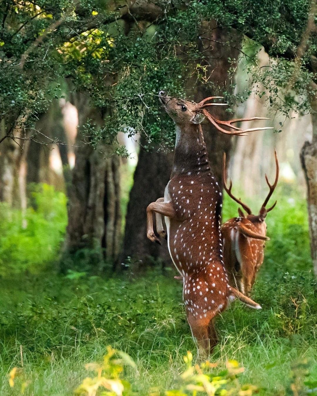 Lush green forest path